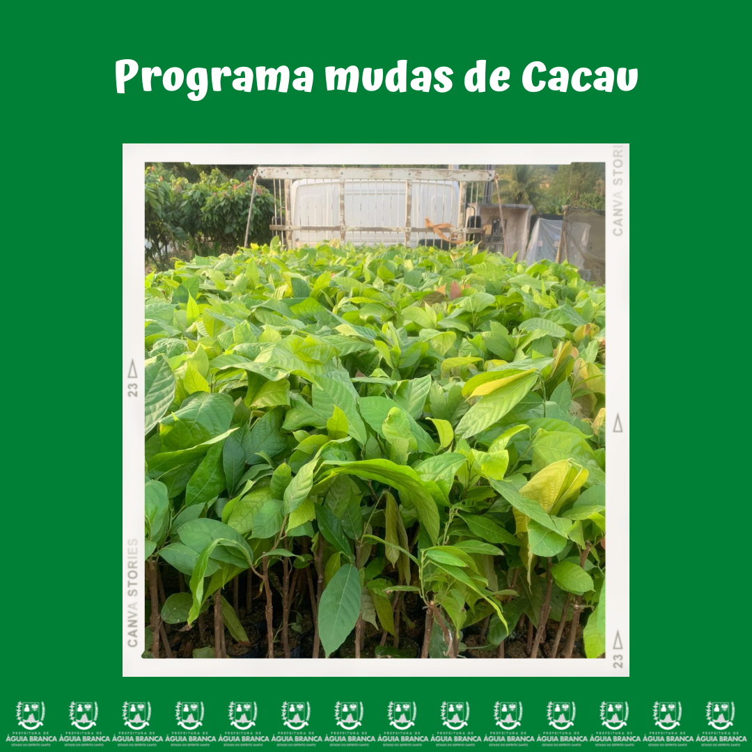 Entrega de mudas de cacau a produtores - Programa Mudas de Cacau